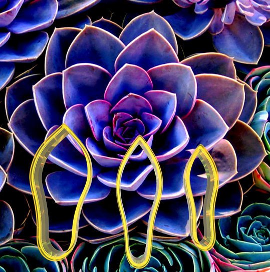 Succulent Çiçek Yapım Seti 3'lü