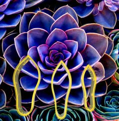 Succulent Çiçek Yapım Seti 3'lü